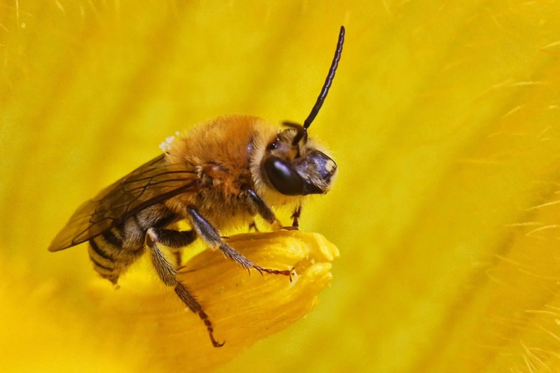 Squash Bee (Peponapis pruinosa) on Cucumber flower, Toronto, Ontario, Canada